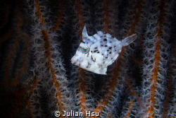 Juvenile filefish by Julian Hsu 